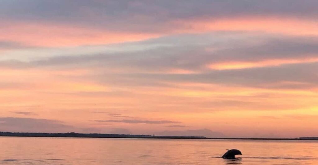 Hilton Head Island: Sunset Dolphin Watching Tour