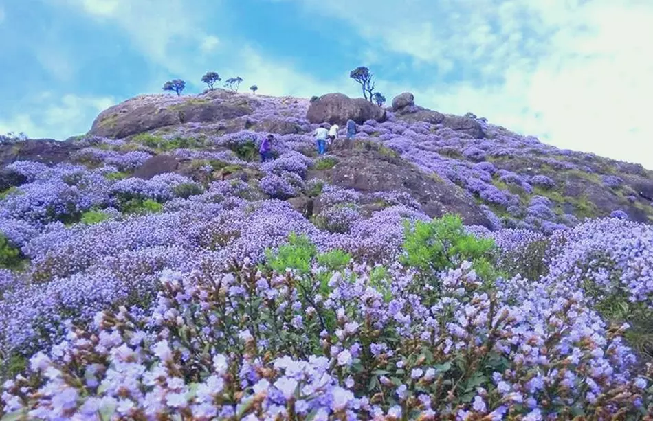 Eravikulam National Park