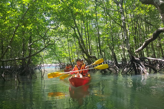 Kayak Through the Mangrove Forests
