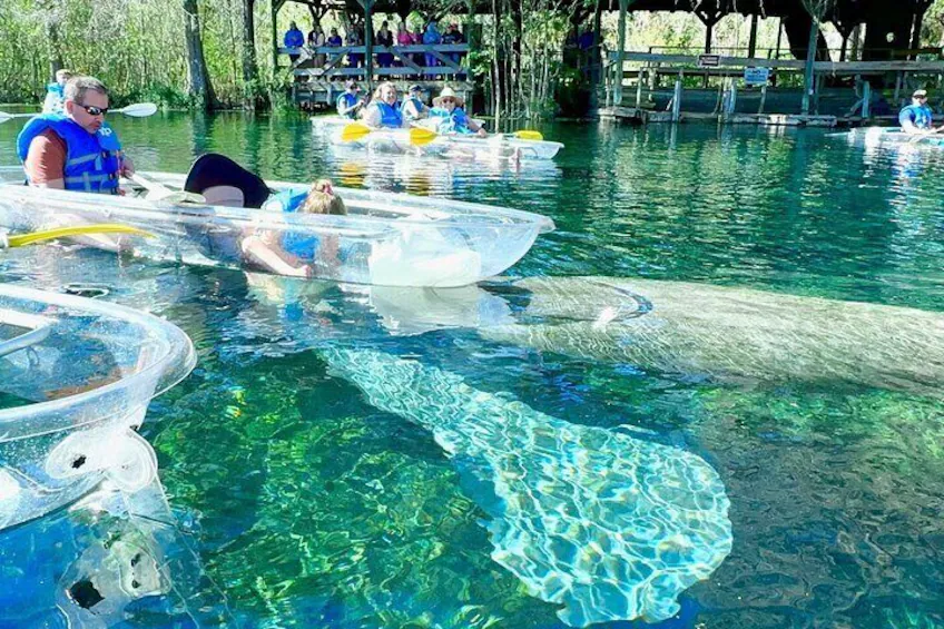 Silver Springs: Manatees and Monkeys Clear Kayak Guided Tour