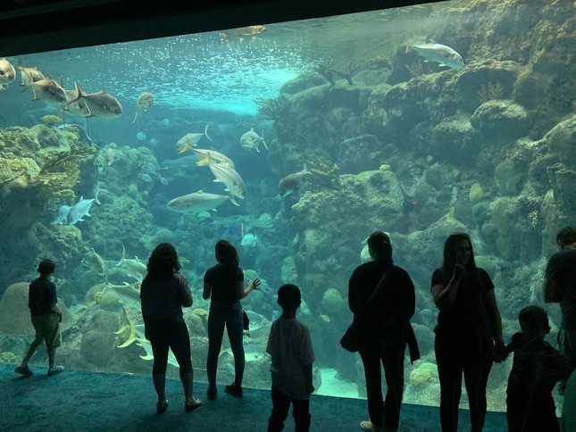 The Florida Aquarium – Tampa Bay